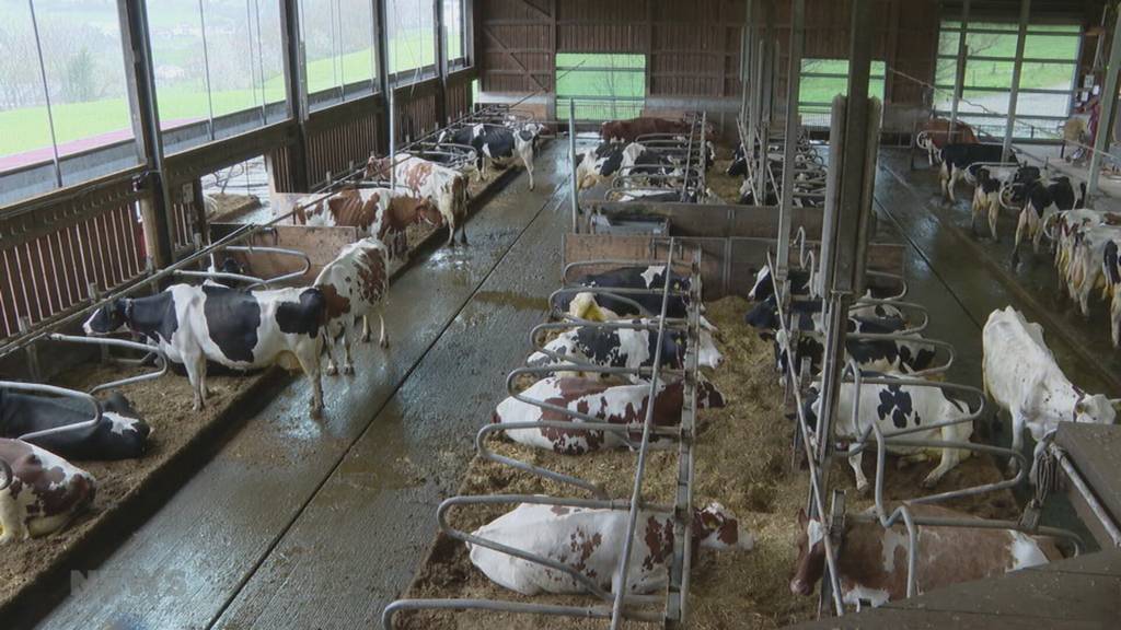 Immer weniger Schweizer Milch befürchtet