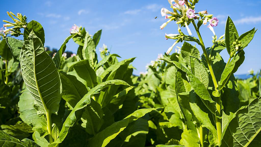 In der Schweiz wird auf immer weniger Flächen Tabak angepflanzt. (Archivbild)
