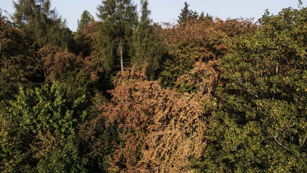 Trockenheit macht den Wald zur Gefahrenzone