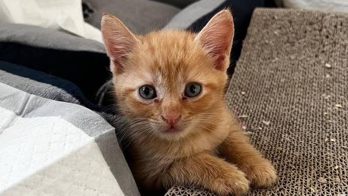 «Halterin hat Kontrolle verloren» – Aargauer Veterinärdienst rettet 29 Katzen aus Wohnung