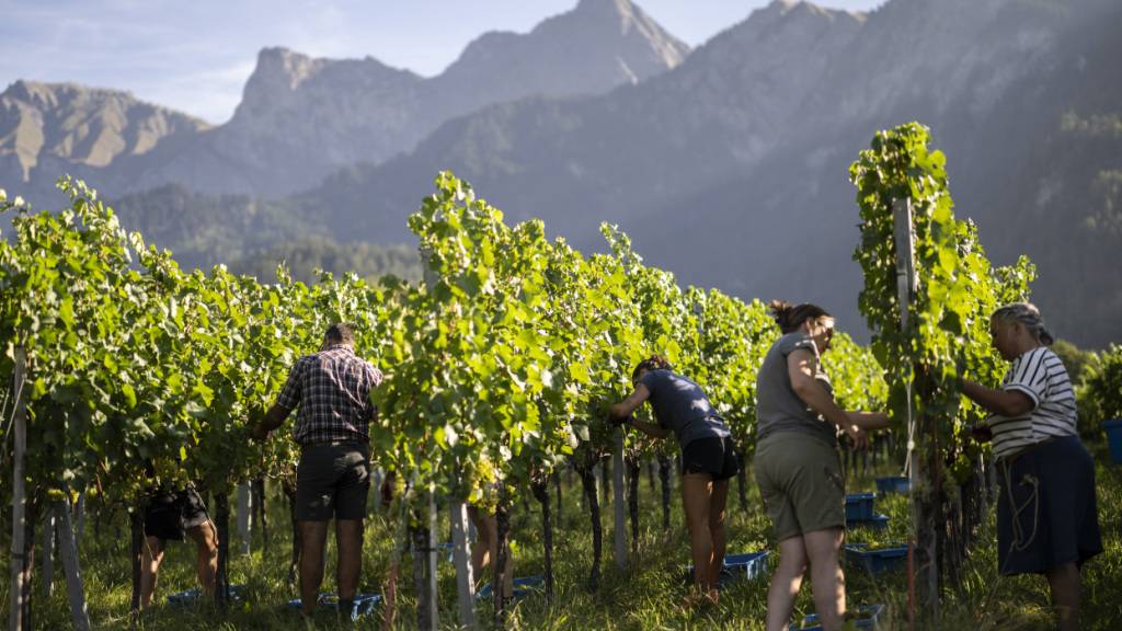 Die Weinlese wie hier in Jenins GR findet dieses Jahr wegen der grossen Hitze und Trockenheit fast einen Monat früher statt als üblich.