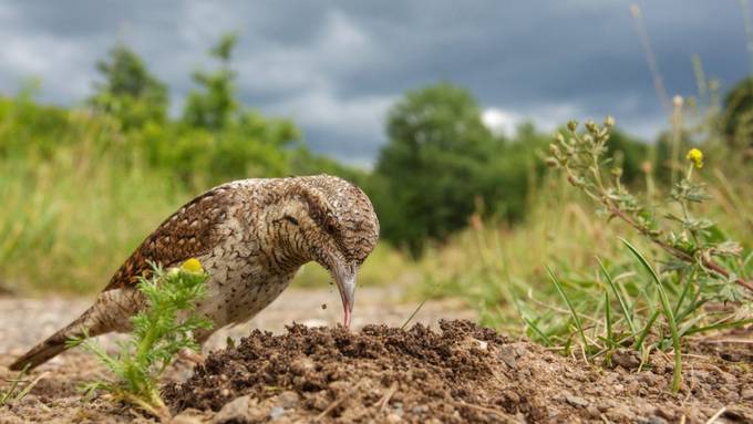 Vogelwarte Sempach kürt seltene Aufnahme eines Wendehalses