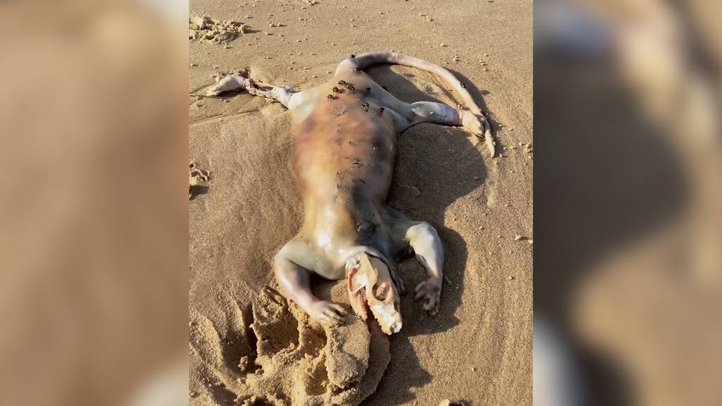 Mysteriöser Fund: Australier entdeckt gruseliges Wesen am Strand
