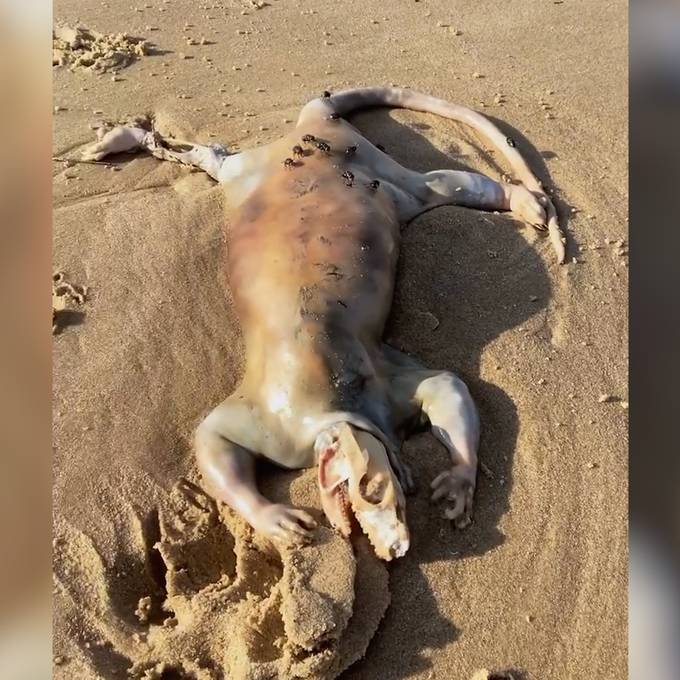 Mysteriöser Fund: Australier entdeckt gruseliges Wesen am Strand