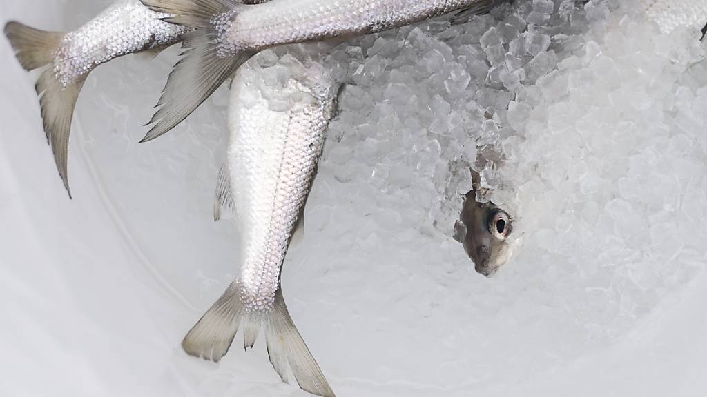 Rund um den Bodensee gilt seit Januar 2024 ein dreijähriges Fangverbot für Felchen. (Archivbild)