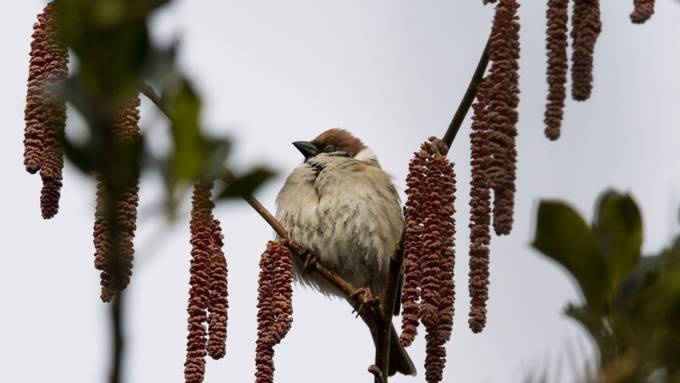 Hobby-Ornithologen sind zur «Volkszählung» der Vögel aufgerufen