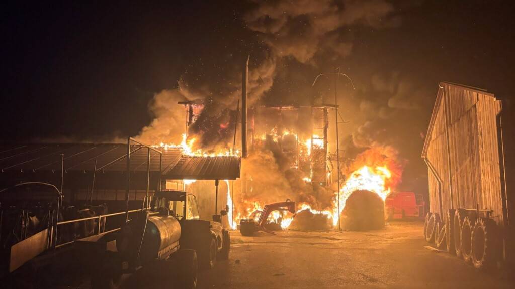 Polizei, Anwohner und der Landwirt retteten fast 100 Kühe und Kälber aus dem brennenden Grossstall.