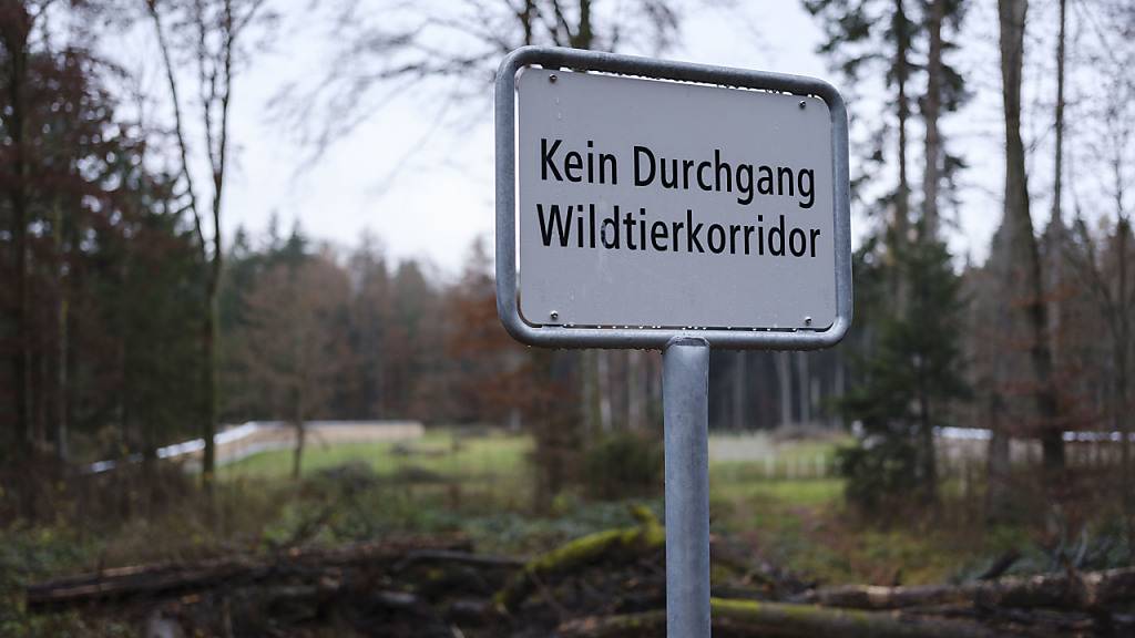 Wegen dem Wildtierkorridor muss ein Strassenprojekt im Kanton Schwyz überarbeitet werden. (Symbolbild)