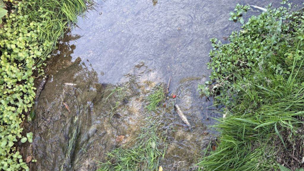 Zahlreiche Fische verenden in einem Bach in Bazenheid SG