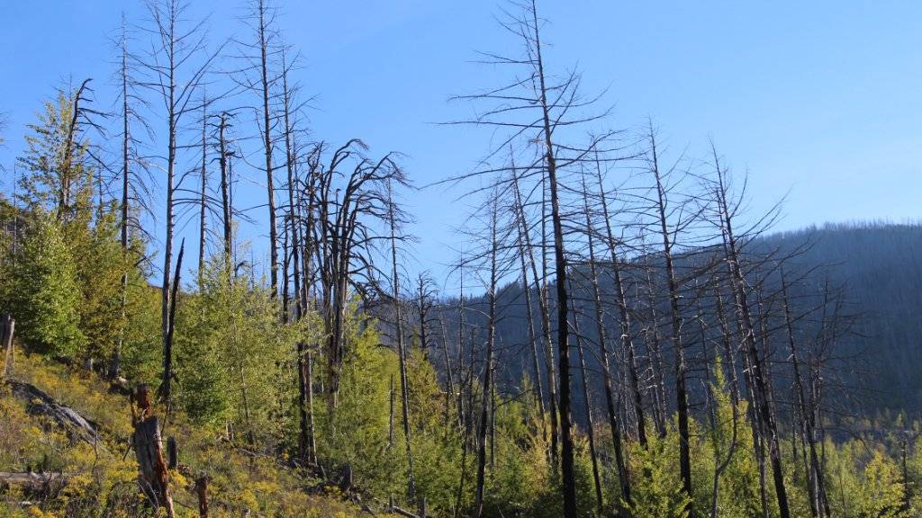 Die Gerippe abgebrannter Bäume zeugen noch vom Waldbrand bei Leuk VS im Jahr 2003. Um sie herum ist das Leben jedoch mit Macht zurückgekehrt.