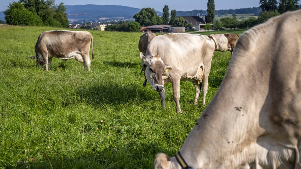 Weitere Vorarlberger Bauernhöfe wegen Rinder-TBC gesperrt