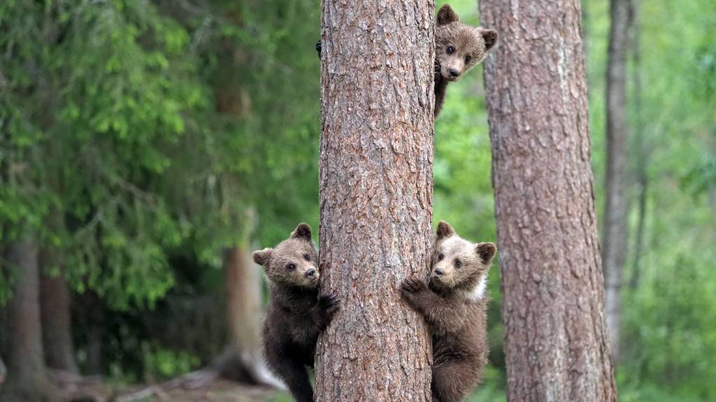 Bei den Bären in Finnland