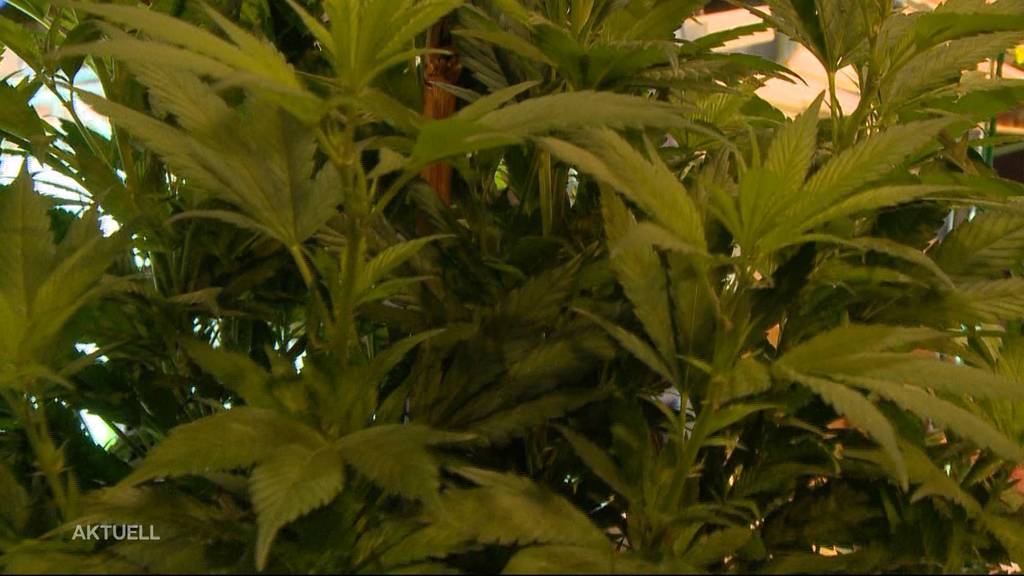 Bundesrat erlaubt zu Forschungszwecken Cannabis