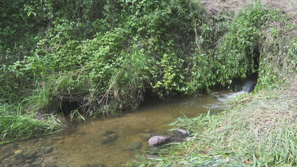 Fischereiaufseherinnen analysieren in Ruswil die Gewässer