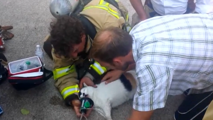 Feuerwehrleute aus Iowa geben einer bewusstlosen Katze Sauerstoff