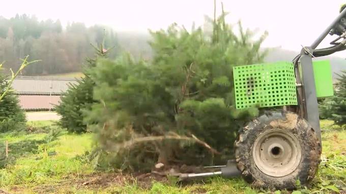 Auf was wird beim Weihnachtsbaumkauf geachtet?