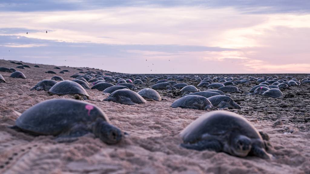 In den nächsten Wochen legen tausende Meeresschildkröten ihre Eier