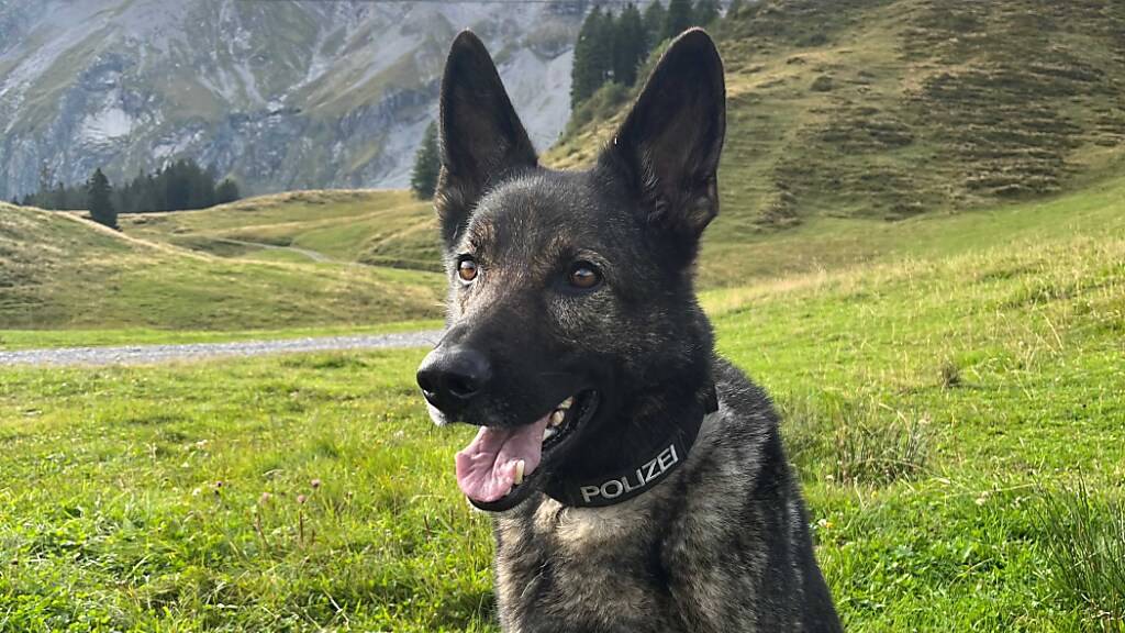 Polizeihund Iago stellte den mutmasslichen Dieb in Sempach LU.