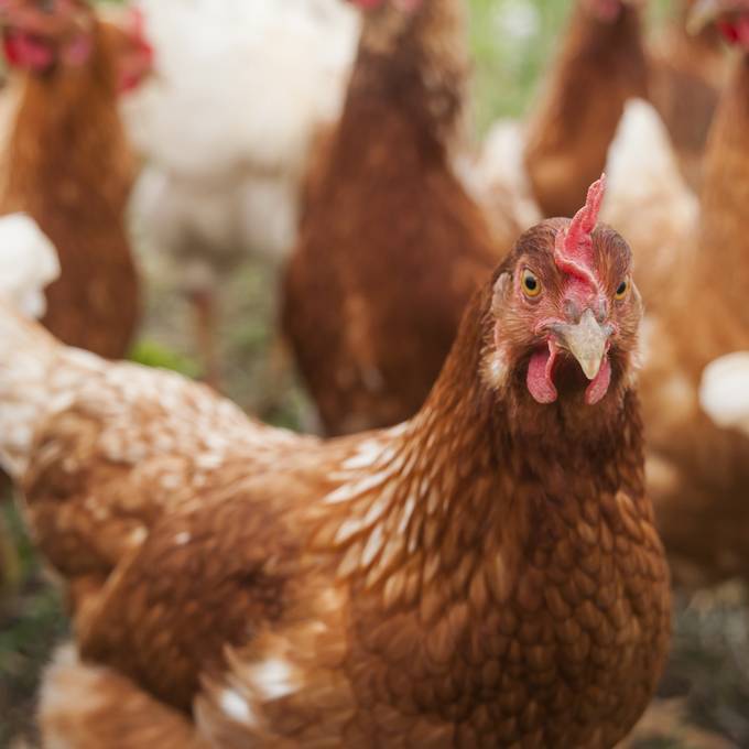 Zürcher Forschende wollen mit Hühnerfedern Strom machen