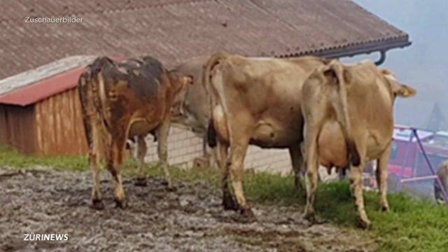 28 tote Kühe schocken Tierfreunde
