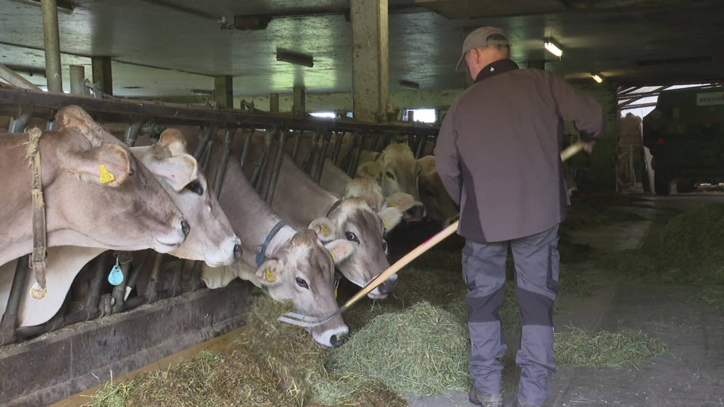 Giftige PFAS-Chemikalien im Appenzellerland: Bauern weisen Schuld zurück | TVO Online