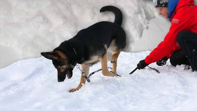 Die feinen Nasen der Hunde