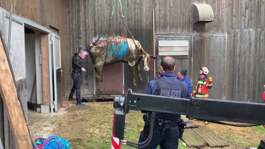 Aussergewöhnlicher Einsatz: Fünf Kühe aus Güllenloch gerettet