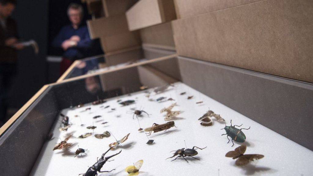 Wird man Insekten künftig nur noch aufgespiesst betrachten können? In der Schweiz sind 60 Prozent der Insektenarten gefährdet, unter anderem die Heuschrecken und die Libellen. (Archiv)