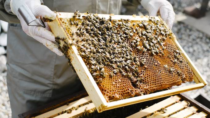 Nach Diebstahl von Bienenvölkern: Wer sind die Täter?