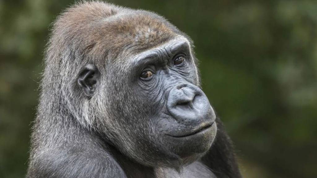 «In Freiheit würde sie noch leben» – Kritik nach Tod von Gorilla im Zoo Zürich