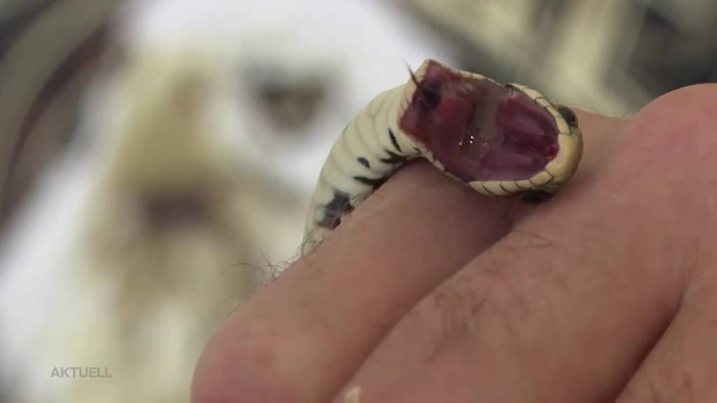 Schlangen-Problem: Ein Reptilien-Experte rettet eine Schlange aus einem Keller in einem Einfamilienhaus