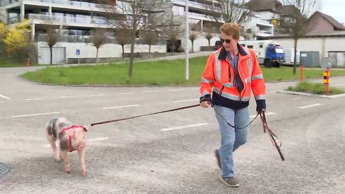 «Die anderen Schweine plagten sie»: Deshalb geht Irene Meyer mit ihrem Säuli spazieren