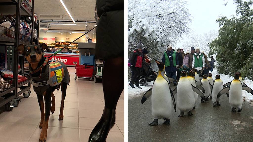 Assistenzhund für Diabetiker / Pinguinparade Zoo Zürich