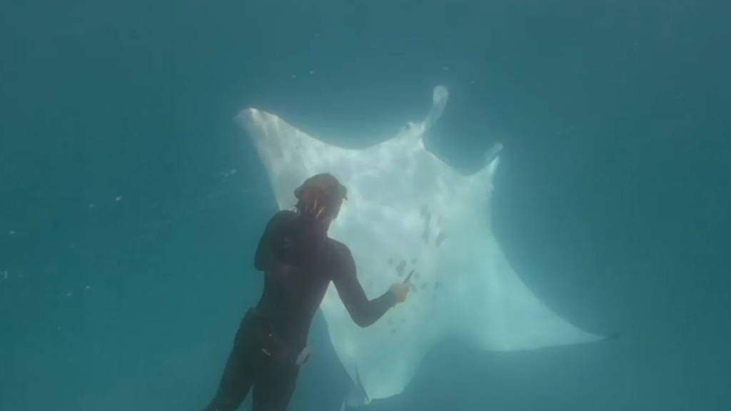 Mantarochen bittet Taucher um Hilfe