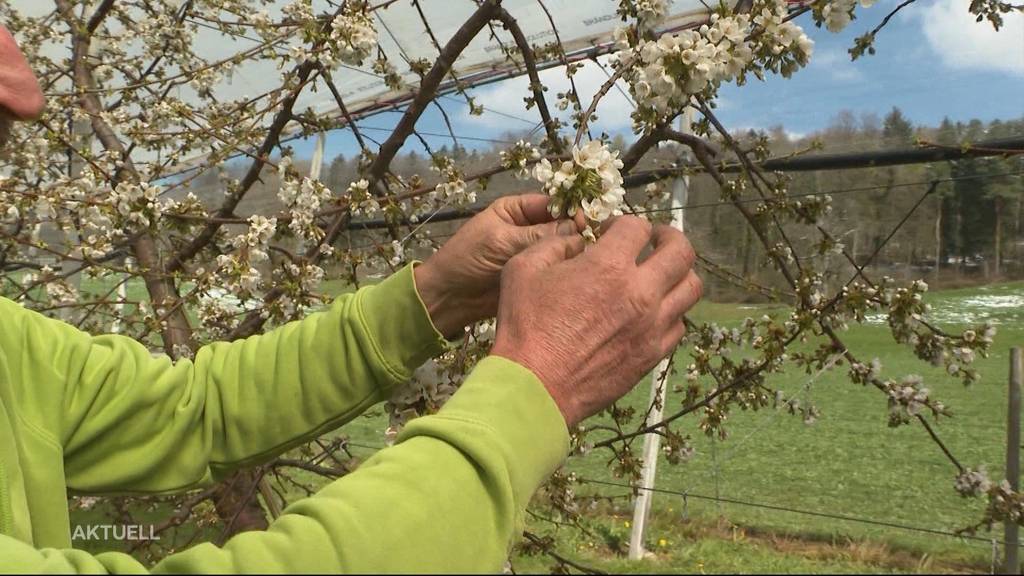 Bauern fürchten um ihre Ernte: Eisige Temperaturen schaden Obstbäumen