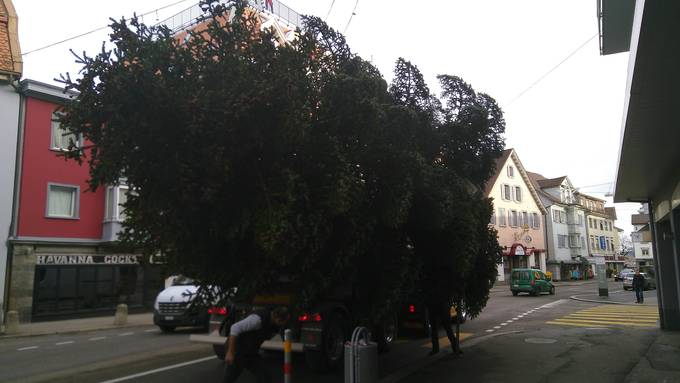 Christbaum kämpft mit Weihnachtsdeko