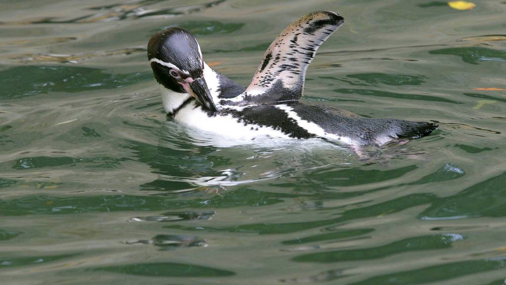 Pinguin liegt geköpft in Zoo-Gehege