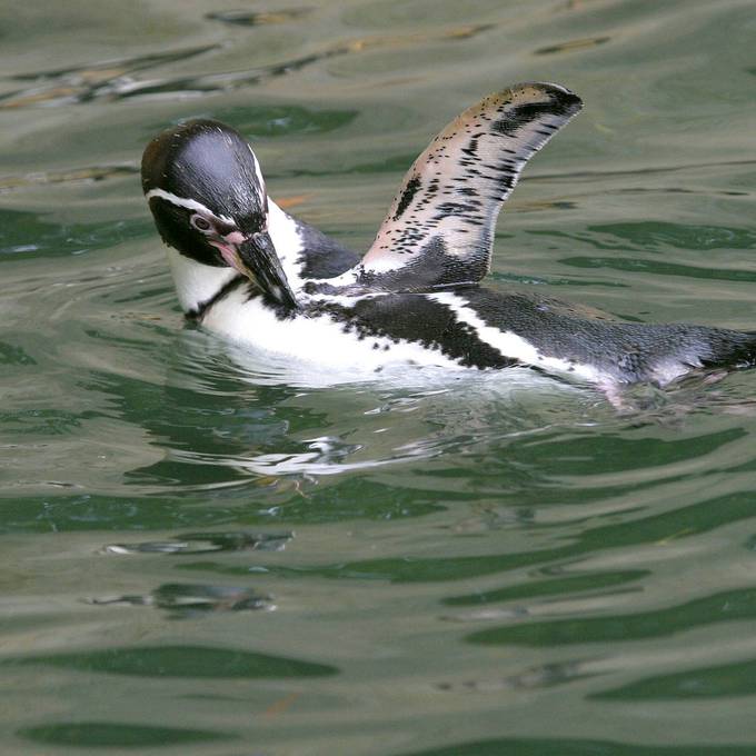 Pinguin liegt geköpft in Zoo-Gehege