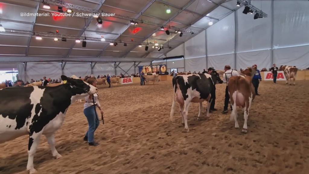 Kritik an BEA-Viehschauen