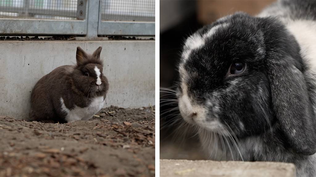 Puffel & Rosi 