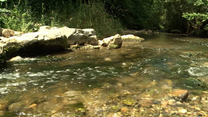 Deshalb droht in Aargauer Gewässern ein Fischsterben