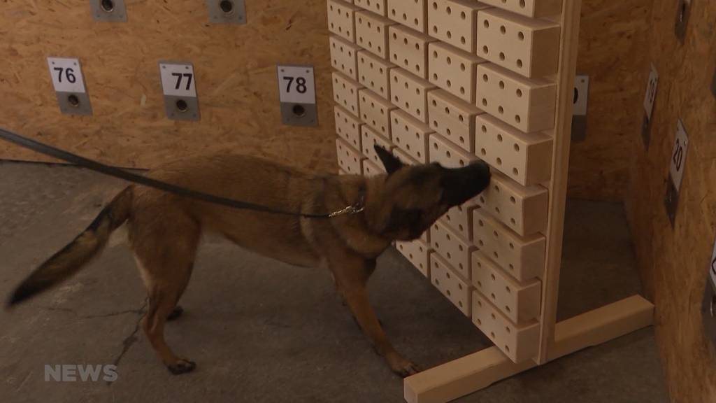 Hunde erschnüffeln Corona: Bald auch an Schweizer Flughäfen?